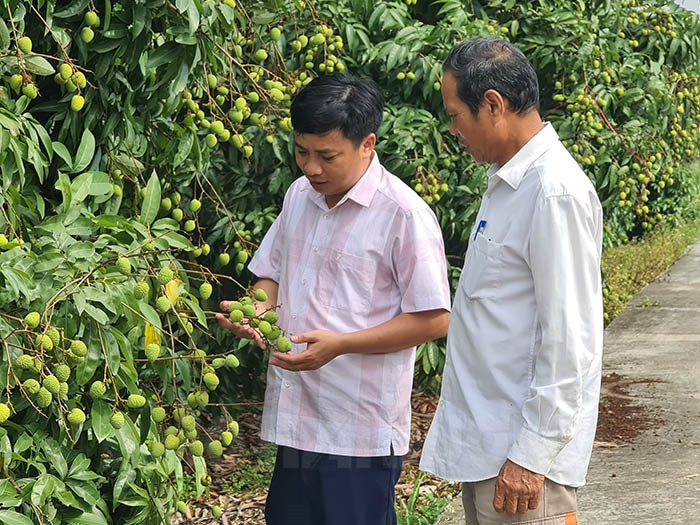 Lychee productivity and quality forecast to increase